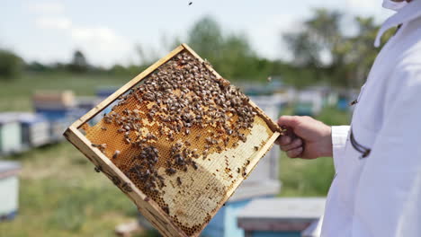 apiary with beehives in field. the beekeeper holds a honey cage with bees in his hands