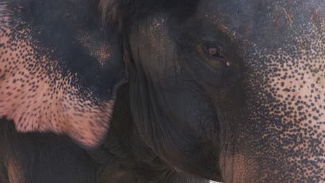 Thai-elephants-eat-palm-tree-leaf's-at-a-elephant-camp-on-Koh-Chang-island