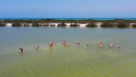 flamencos rosados americanos alimentándose en la superficie del lago salado amarillo, las coloradas, río lagartos, yucatán, méxico