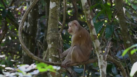 the northern pig-tailed macaque is a primate commonly found in khao yai national park though it’s a vulnerable species