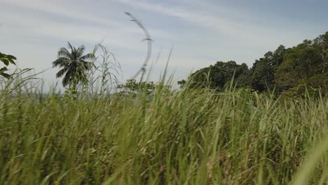 ángulo-Bajo-Tropical-Hierba-Larga-Palmera-Selva-Follaje