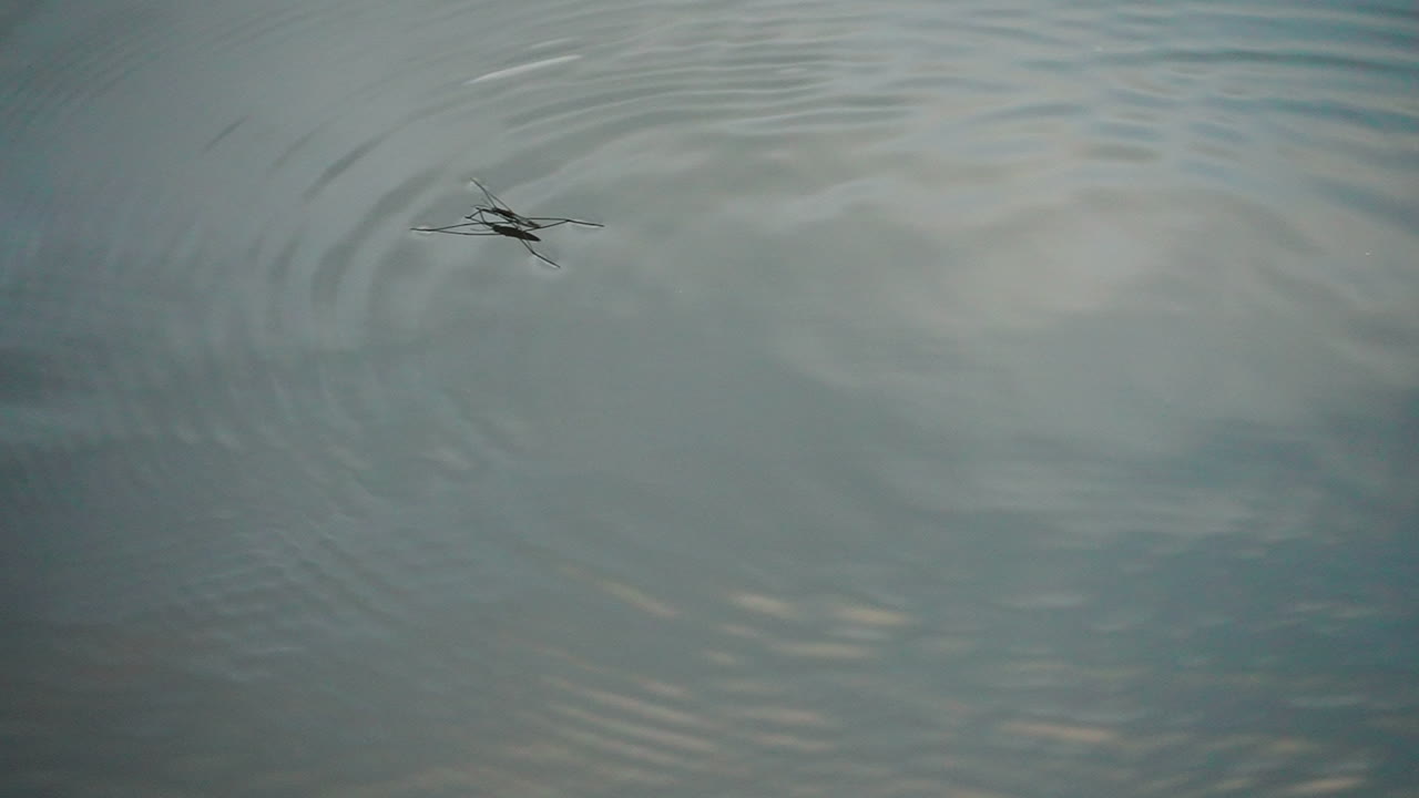 일본 도쿄에서 물을 건너뛰는 소금쟁이의 슬로우 모션 샷