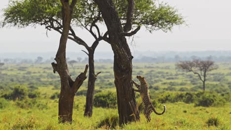 leopard climbing a tree, amazing masai mara africa safari animal wildlife, leaping and jumping up a trunk with beautiful maasai mara nature landscape, unique sighting encounter in kenya