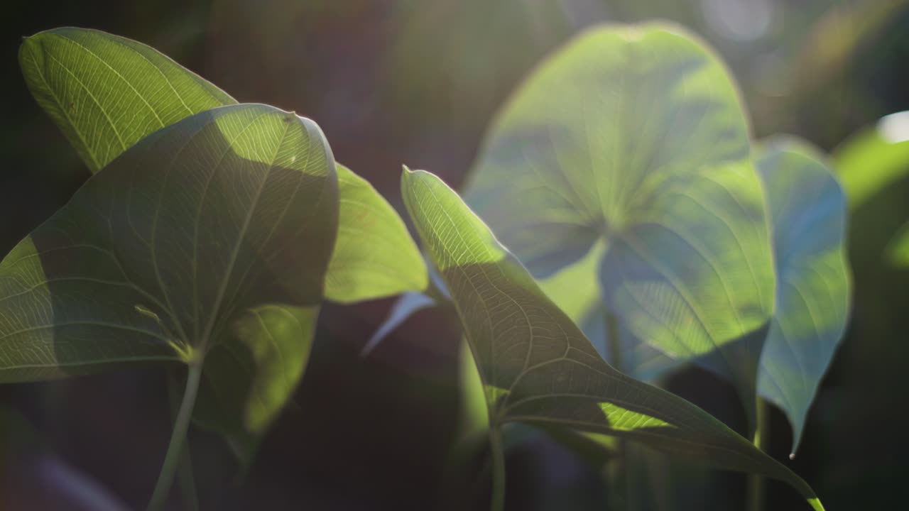 Large green leaves sway slowly in the breeze.