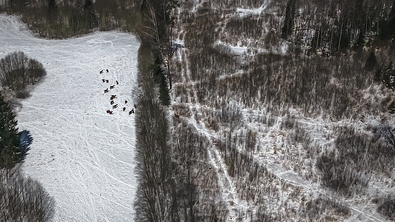 Top-down aerial time-lapse of dark wild boar herd moving and feeding across snow-covered frozen field beside winter forest treeline in Latvia