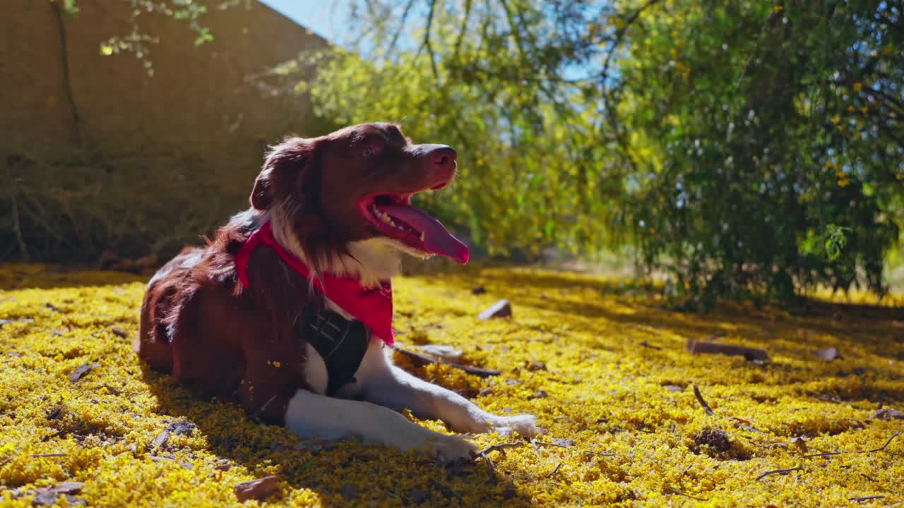 adorable pastor australiano con bufanda roja acostado en el bosque de otoño y el sol