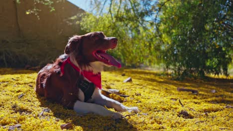 Adorable-Australian-shepherd-with-red-scarf-lying-in-the-autumn-forest-and-sun