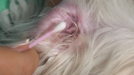 woman pet owner cleaning ear to dog with cotton wool