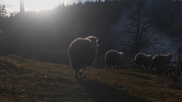 Pecore al pascolo al tramonto con montagne ricoperte di alberi e fumo che si innalza sullo sfondo.