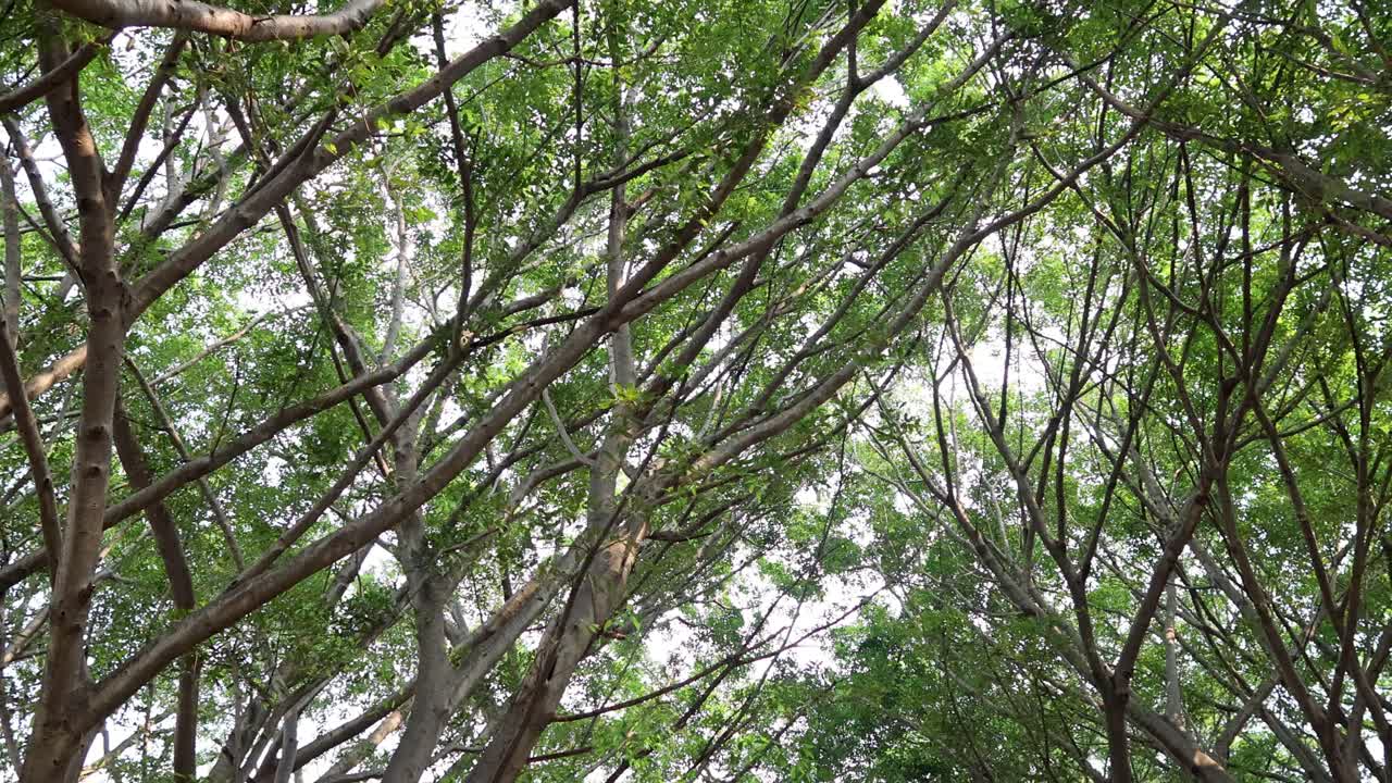 Lush green tree branches against the sky