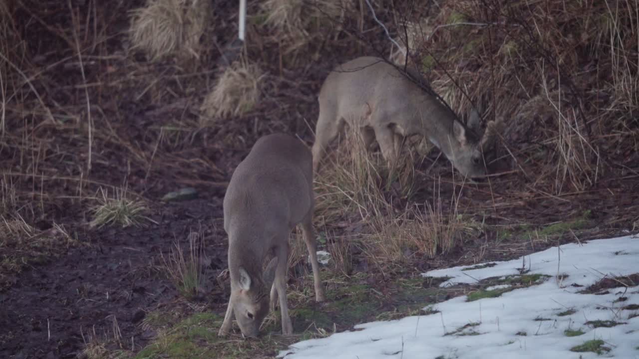 ciervos pastando en praderas con nieve en invierno