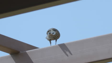 baby california quail flying around industrial structures in slow motion