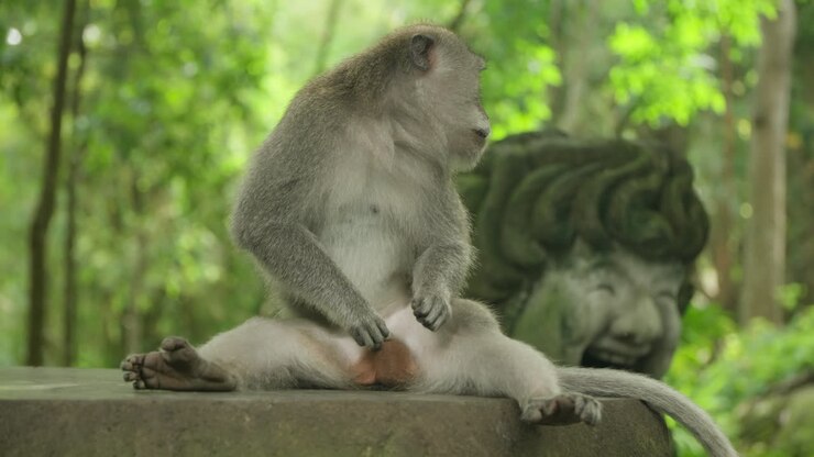 Playful Grey-colored Monkeys or Long-tailed Macaques in Ubud Monkey Forest