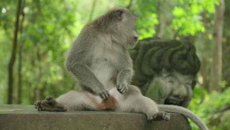 monos juguetones de color gris o macacos de cola larga en el bosque de monos ubud