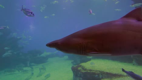 在西班牙的帕爾馬馬洛卡水族館的屏幕上, 一隻<unk>魚非常接近,