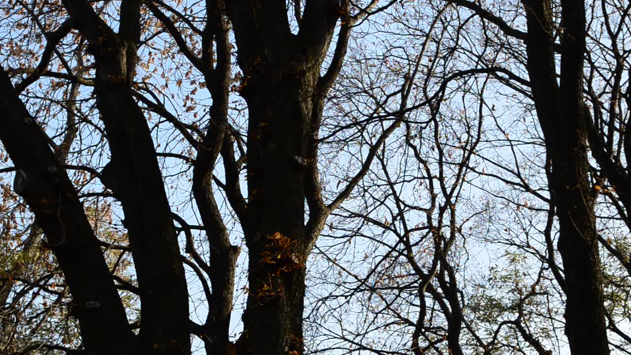 Leaves in park. Autumn park