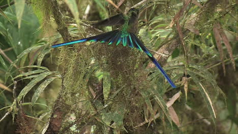 a violettailed sylph hummingbird in the tropical rainforest