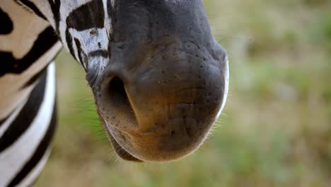 close up shot of muzzle and head of zebra