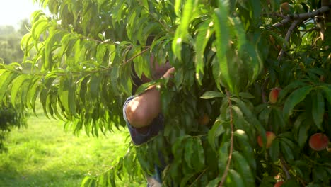 Wooden-crate-of-peaches-being-lifted-out-of-focus