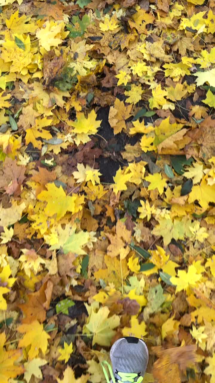 hojas de otoño coloridas en el suelo