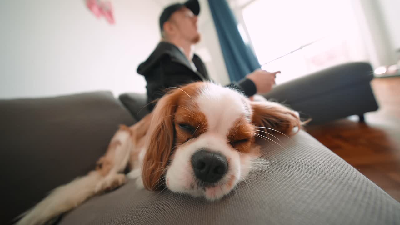 Dog resting on couch with owner in the background
