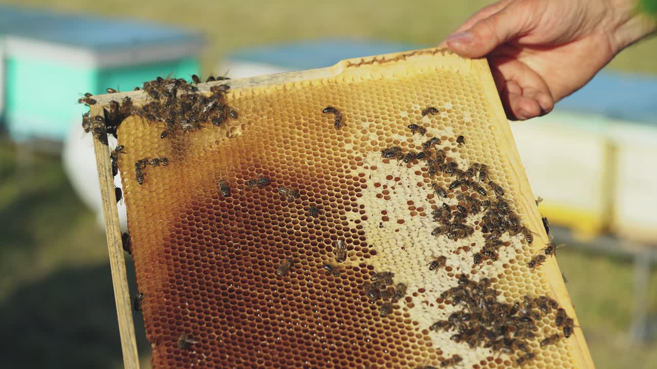 Frames of a beehive. Working bees in a hive. Bees turn nectar into honey.