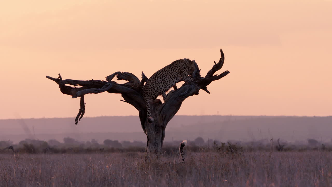 Extreme wide shot of a cheetah taking rest on a dead tree