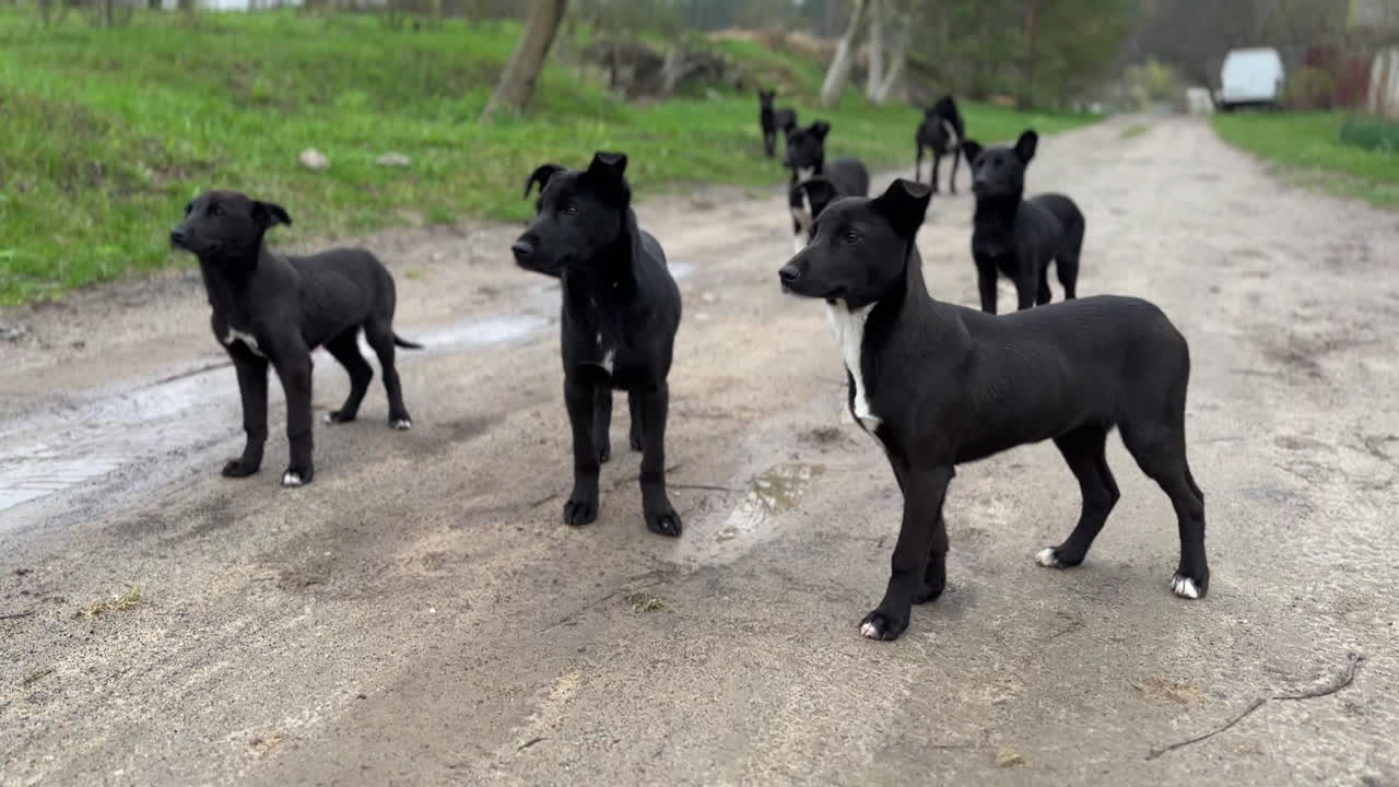 Pack of black and white dogs on the village road. Beautiful canine siblings wagging tails.