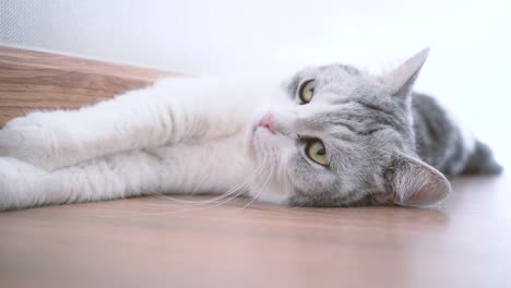 el gato es lindo, el gato limpia.