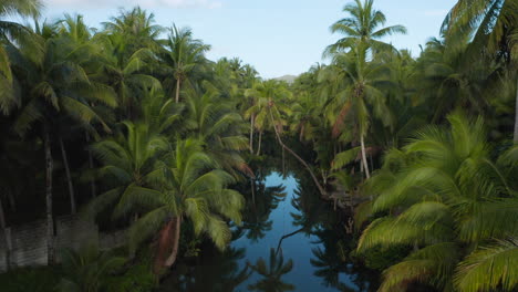 aerial shot of bent palm tree in maasin river on siargao island, philippines