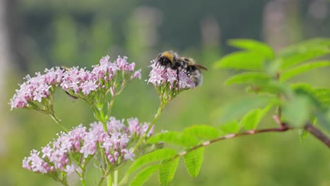 Hummel-Sammelt-An-Sonnigen-Tagen-Blütennektar.-Hummel-In-Makroaufnahme-In-Zeitlupe.