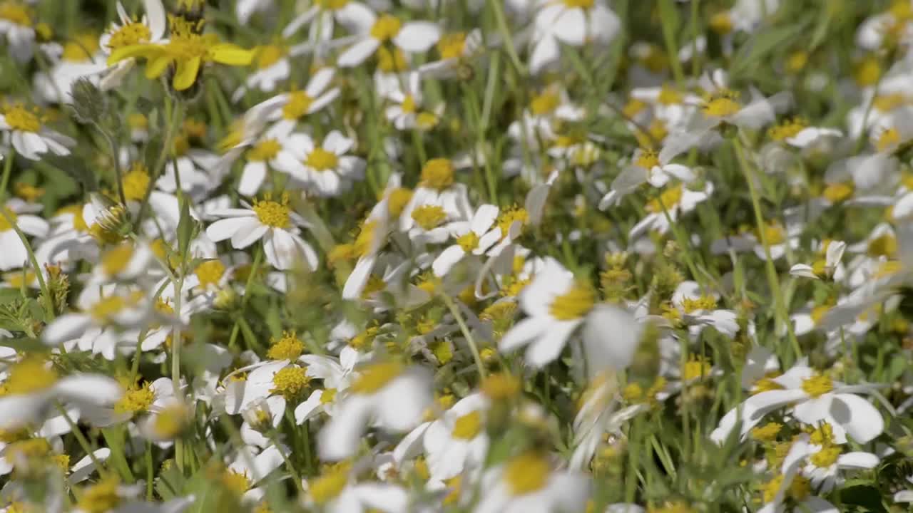 Wild daisy flowers moved by the wind on a warm summer afternoon