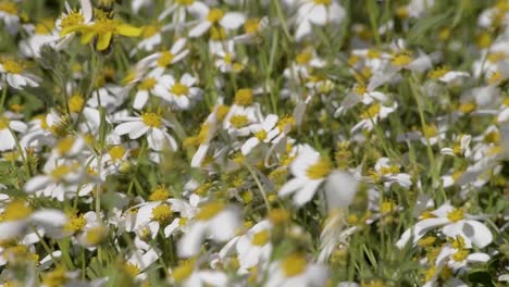 Wild-daisy-flowers-moved-by-the-wind-on-a-warm-summer-afternoon