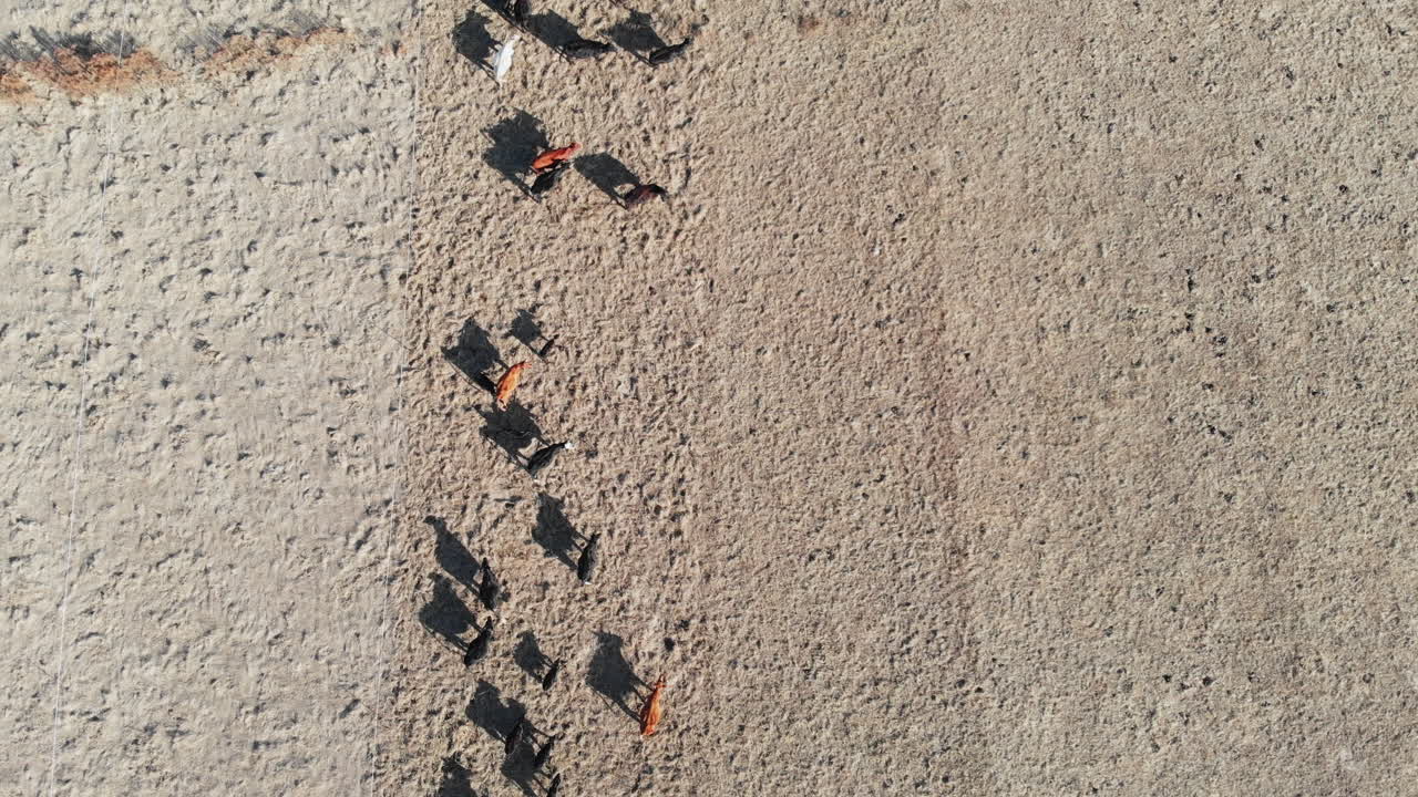 rising drone shot of cows