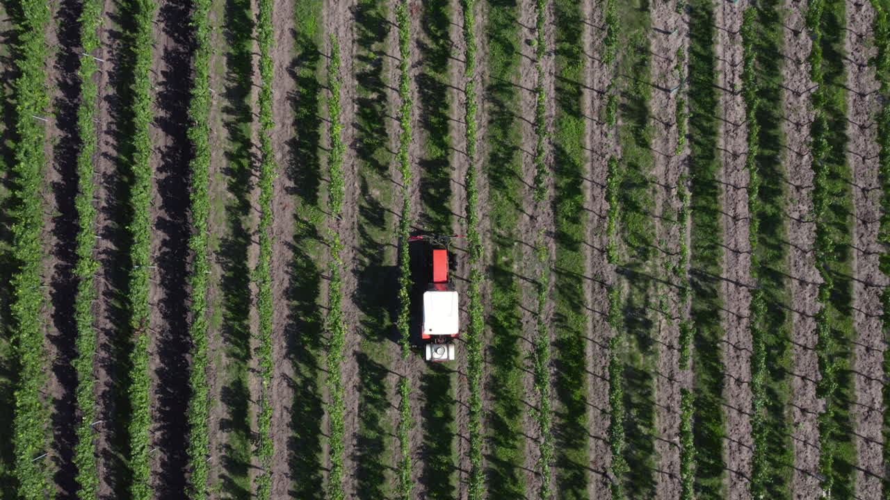 mirando hacia abajo mientras un tractor solitario pasa entre hileras de vides comerciales, vista aérea de dios