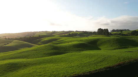 Beautiful-Vast-Green-Fields,-Rolling-Hills-With-Grazing-Sheep-On-A-Sunny-Day-In-Dunsdale,-Southland,-New-Zealand