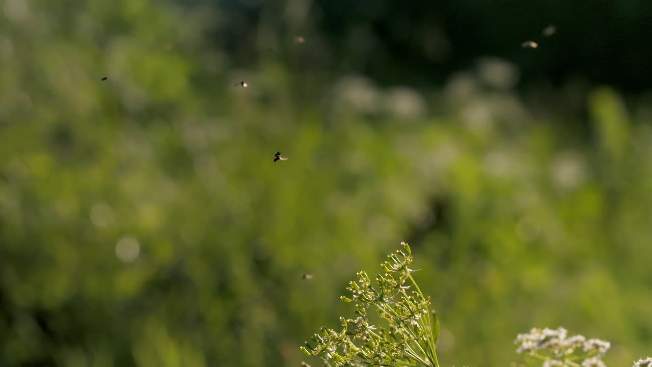 벌 들 이 초원 에 있는 야생 꽃 들 위 를 날아다니고 있다