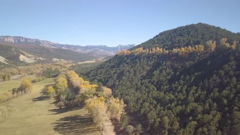 toma panorámica de camiones de una ladera con álamos dorados en flor