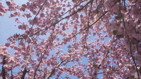 mirando el cielo azul a través de las flores de cerezo en flor