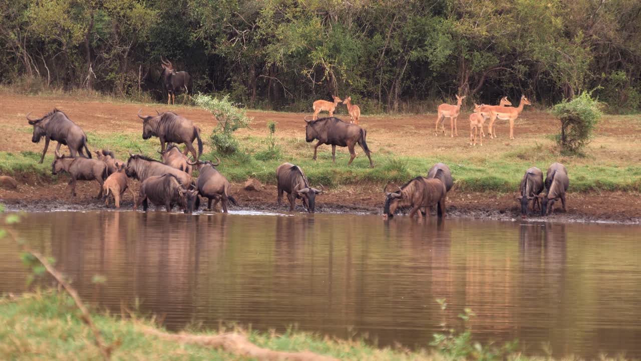 manada de molinillo de ñus jóvenes y viejos alrededor del agua potable del estanque fangoso