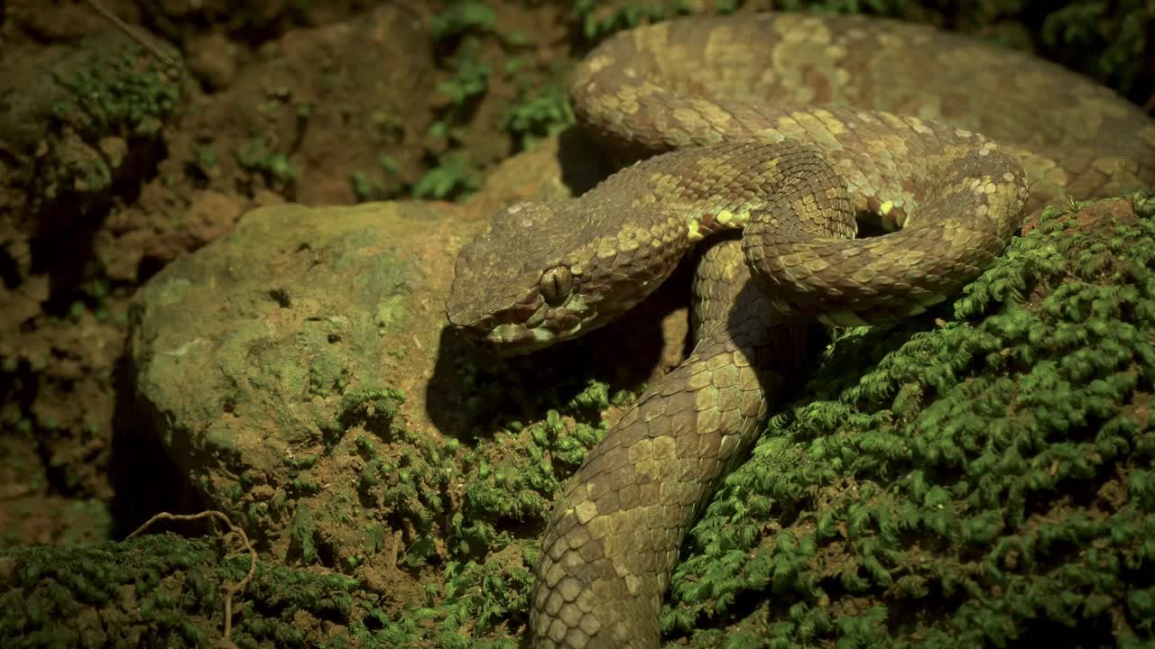 Malabar pit viper assumes it position on a rock and between moss during the night when it actively hunts laying in ambush for a unaware prey in the Western Ghats of India