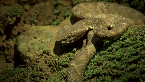 malabar pit viper assumes it position on a rock and between moss during the night when it actively hunts laying in ambush for a unaware prey in the western ghats of india