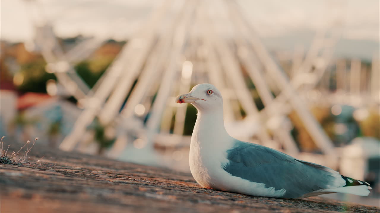 Close up of a seagull at the beach with a blurred ferris wheel on the background
