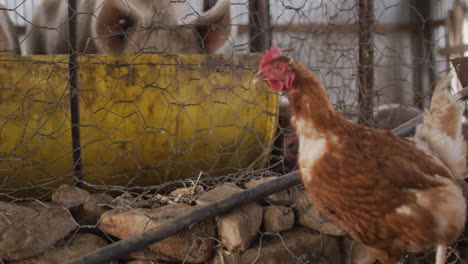 Close-up-of-pigs-and-chicken-on-farm