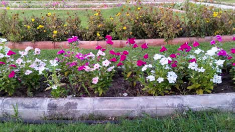 Steady-shot-of-colorful-flowers-in-a-calm-garden-setting