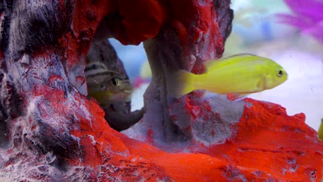 fishes in underwater in colorful aquarium