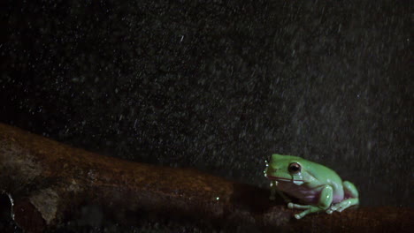 Rana-En-Cámara-Lenta-Limpiando-Los-Ojos-Bajo-La-Lluvia