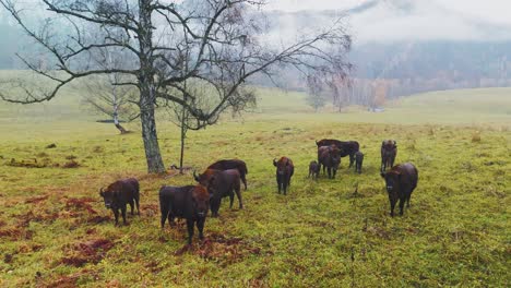 bison herd in a misty autumn meadow