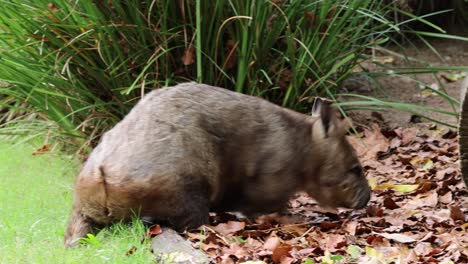 wombat searches and digs in a leaf-covered ground