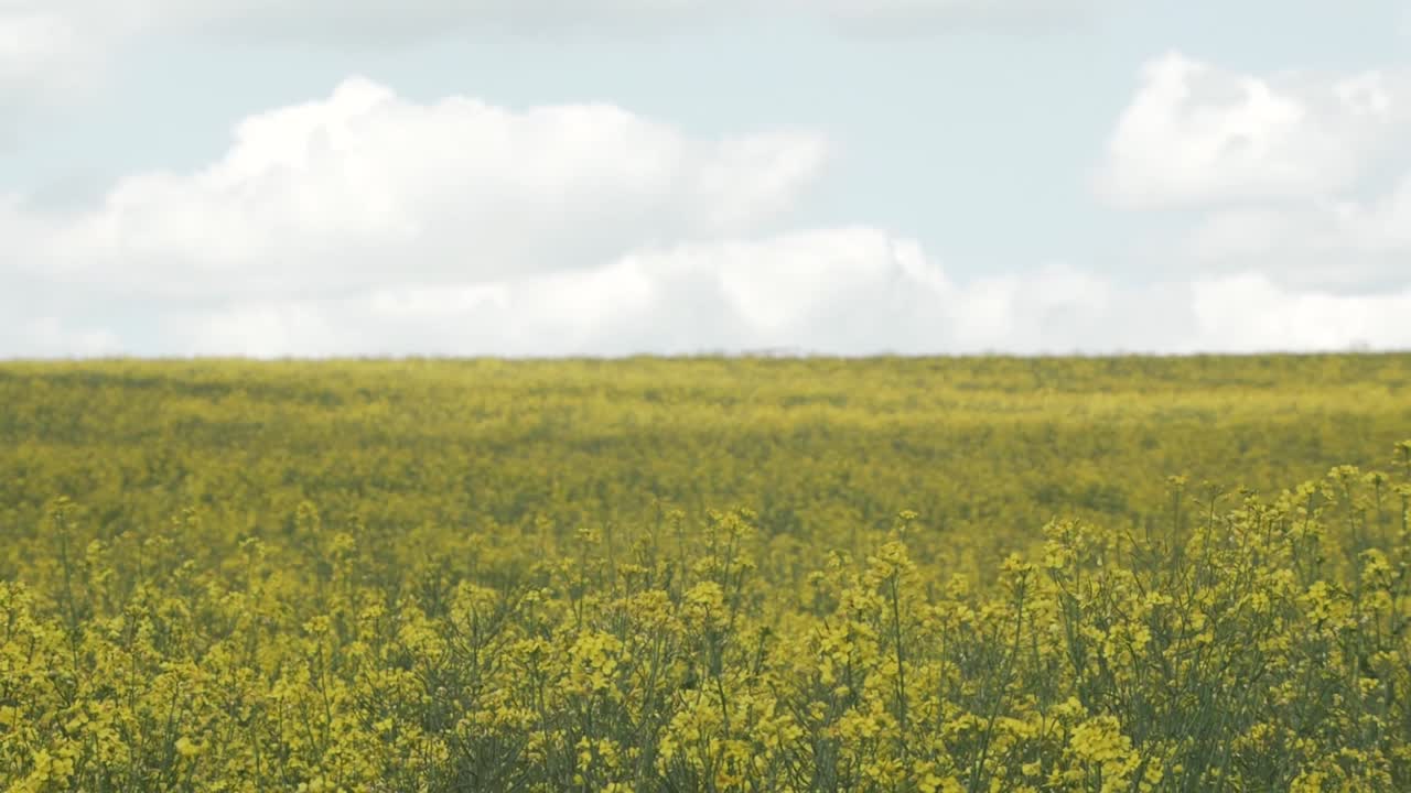 a slight pan to the right and ducks below the field line a tad